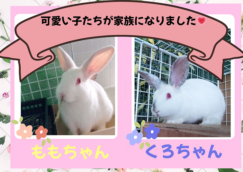 グリーンハウス長堂 動物受入れ（ももちゃん・くろちゃん）