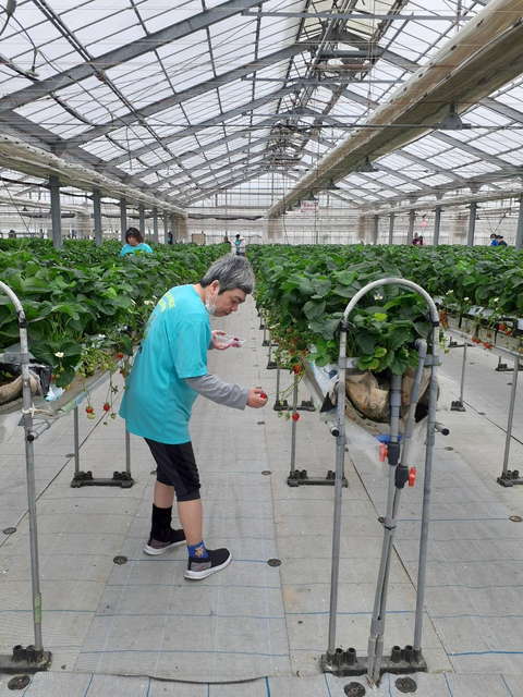 グリーンハウス西原 いちご狩り