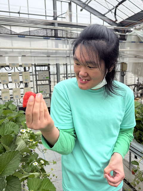 グリーンハウス西原 いちご狩り