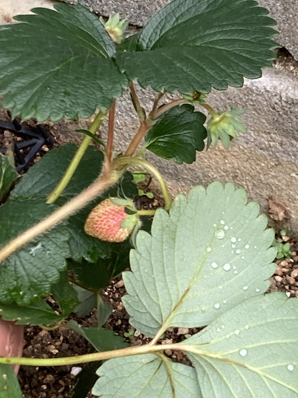 園庭にイチゴがなっています。