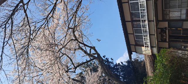 山菜のシーズン2