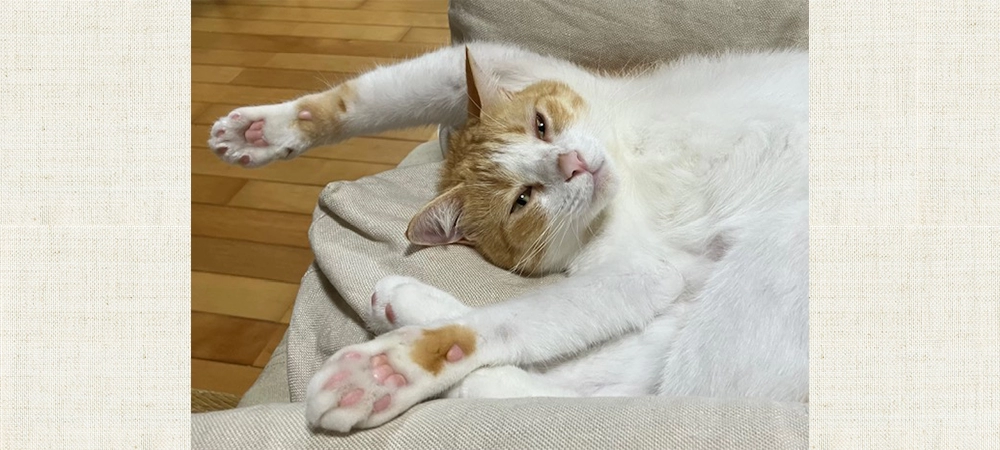 メガネは野口屋