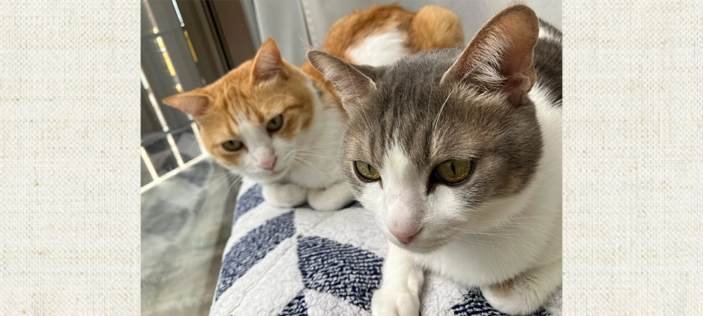 メガネは野口屋