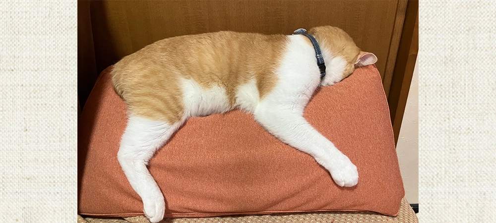 メガネは野口屋