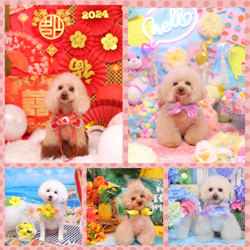 奈良県北葛城郡河合町のトリミングサロン