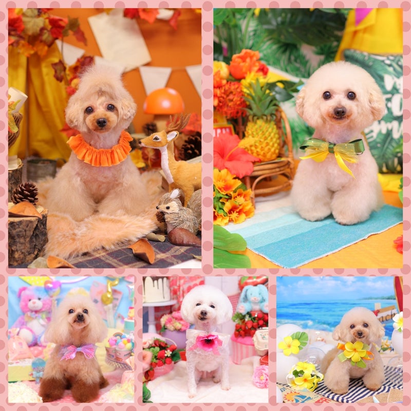 奈良県北葛城郡河合町のトリミングサロン