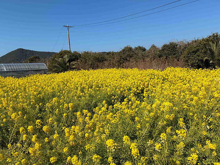 伊良湖　菜の花畑