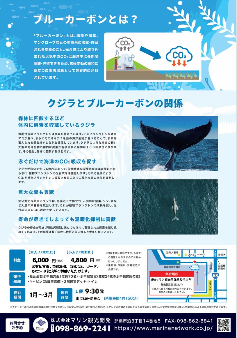 ホエールウォッチング