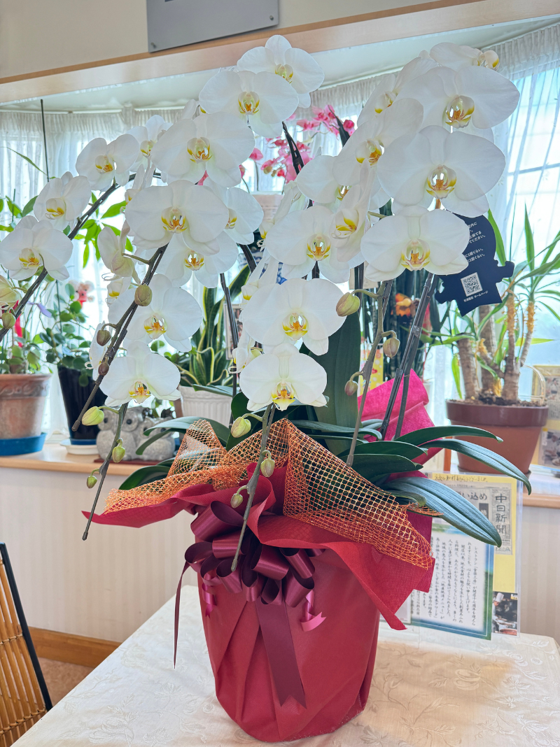 お客様から素敵なお花を頂きました