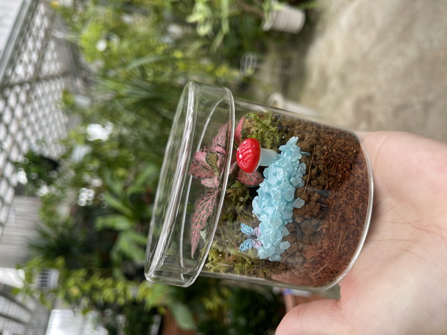 ミニ苔テラリウムの見本1