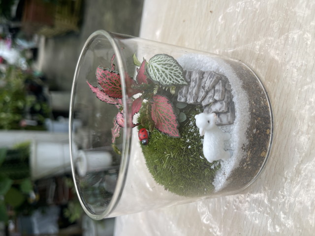 ミニ苔テラリウムの見本3