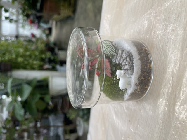 ミニ苔テラリウムの見本4