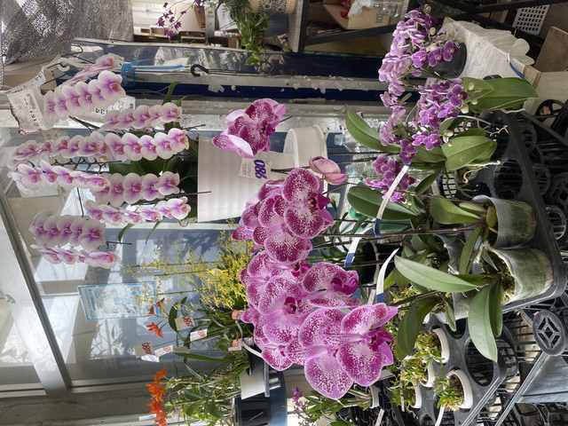 ランの展示