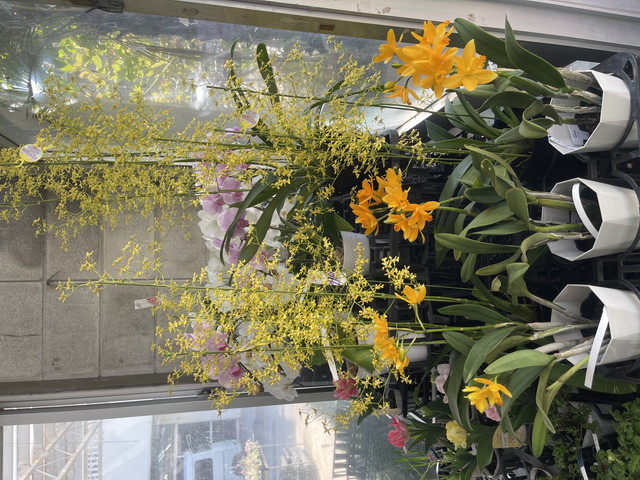 鮮やかなランの花