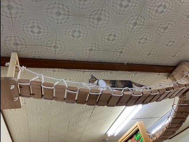 キャットブリッチ