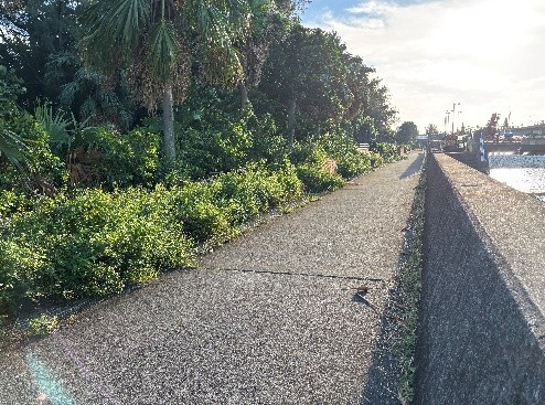 近隣公園・散歩道