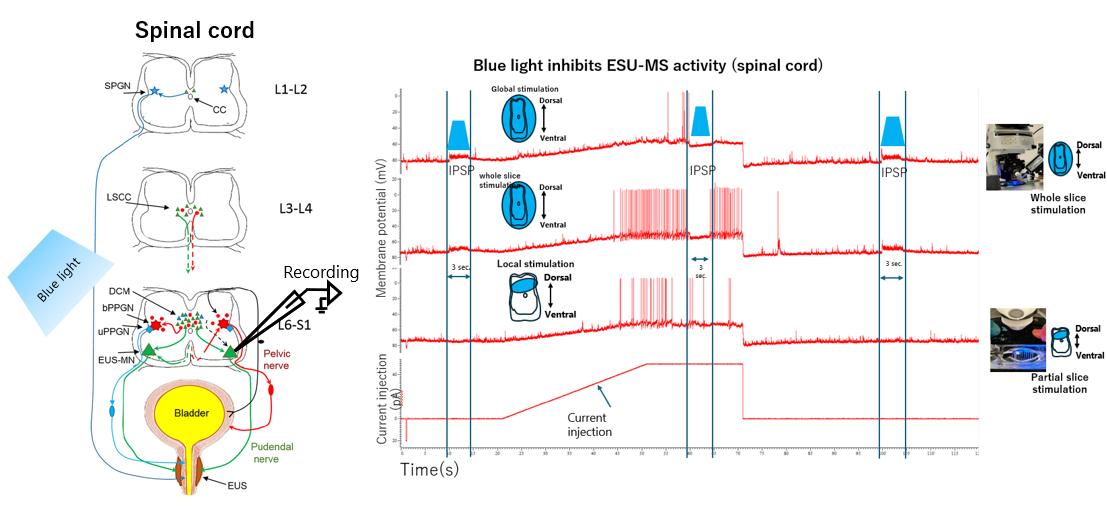 外尿道括約筋支配運動神経細胞へ投射される抑制入力の解明