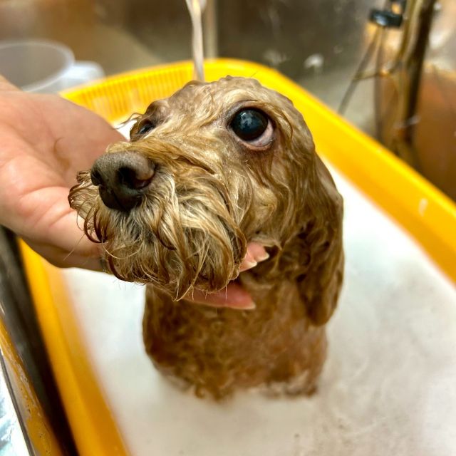 りんご酵素風呂のイメージ画像