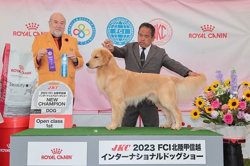 ゴールデンレトリバーのチャンピオン犬 マックス
