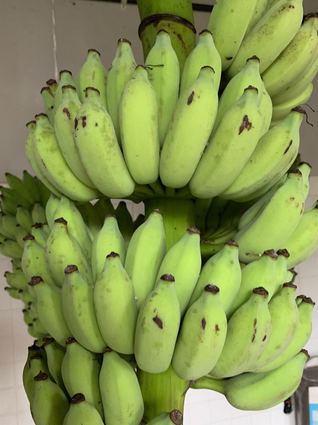 ブルートファームのアップルバナナ