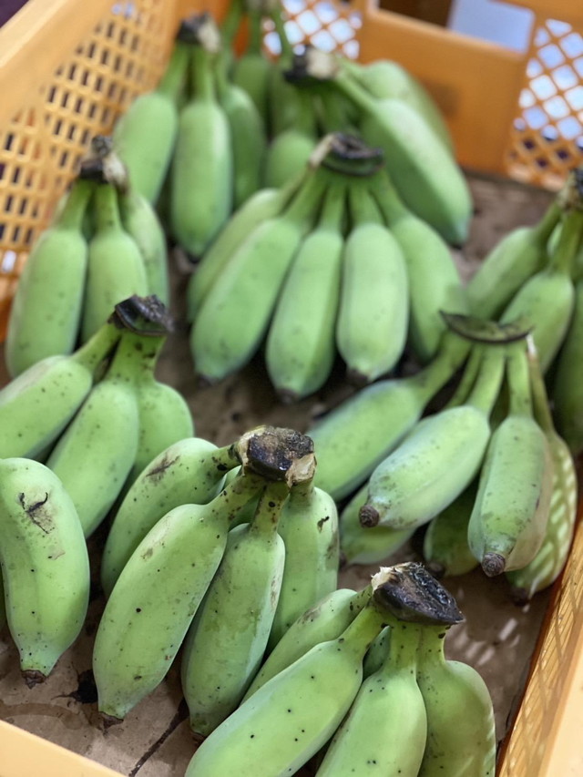 ブルートバナナを発送いたします！