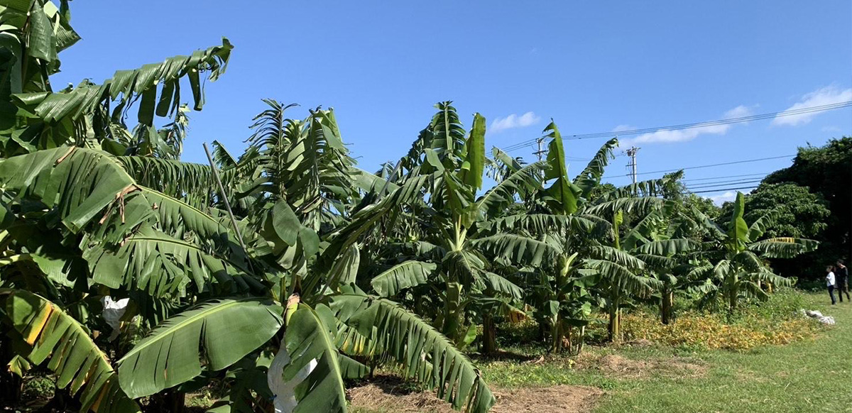 ブルートバナナの栽培風景