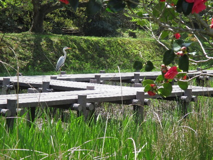 サギと椿の競演