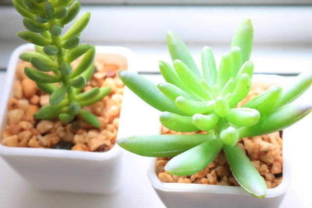 ワイハ★まはろ東京イメージ006