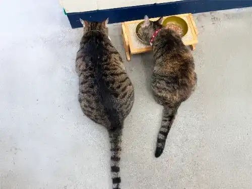 会社で暮らす2匹の猫