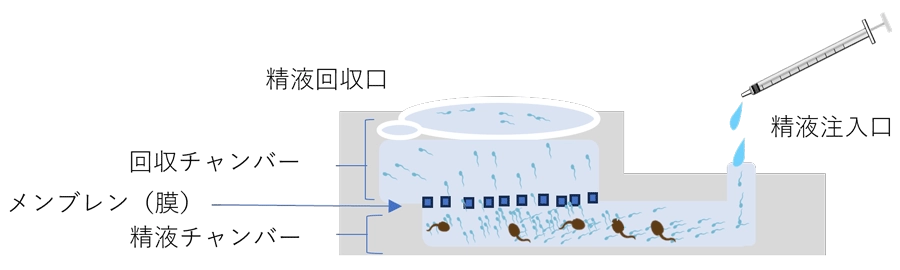 膜構造を用いた生理的精子選択術
