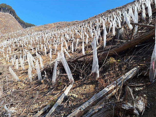 単木ネット設置工
