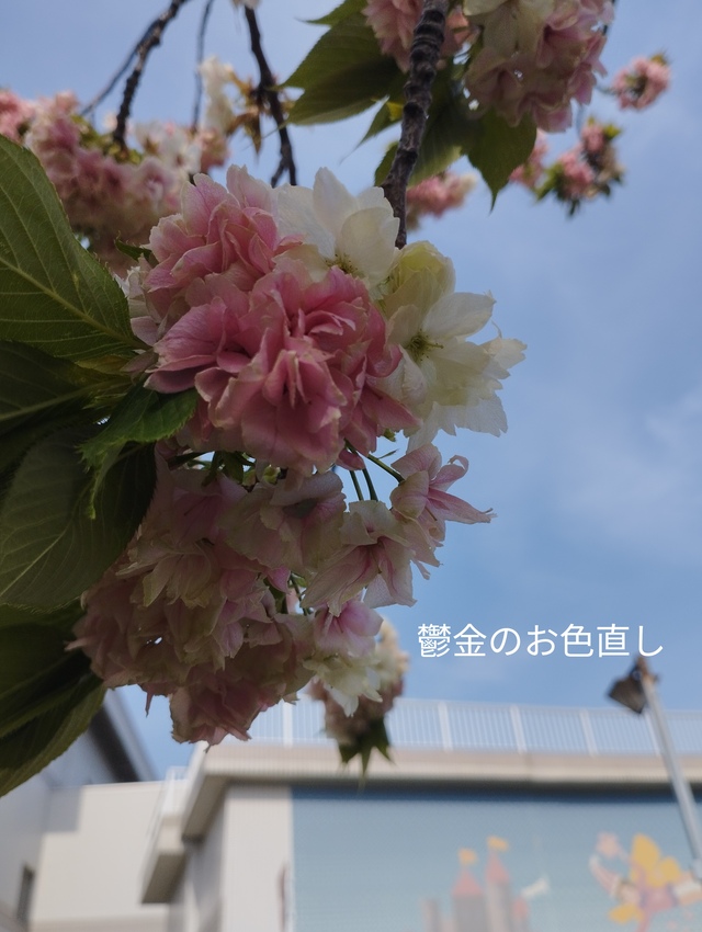 第13回あだち五色桜マラソン