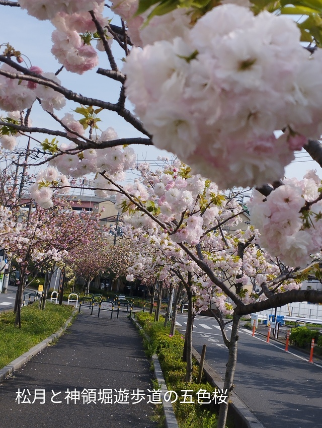 第13回あだち五色桜マラソン