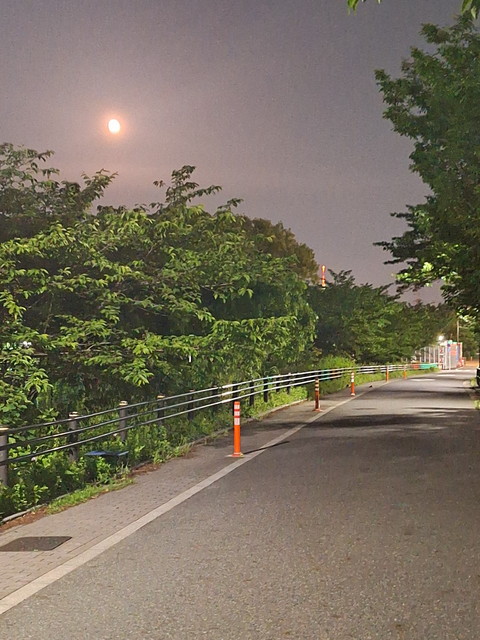 フラワームーンの翌夜、旧荒川堤跡の新緑の五色桜
