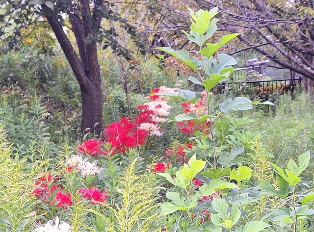 東京も秋めいてきました