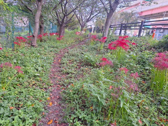 東京も秋めいてきました