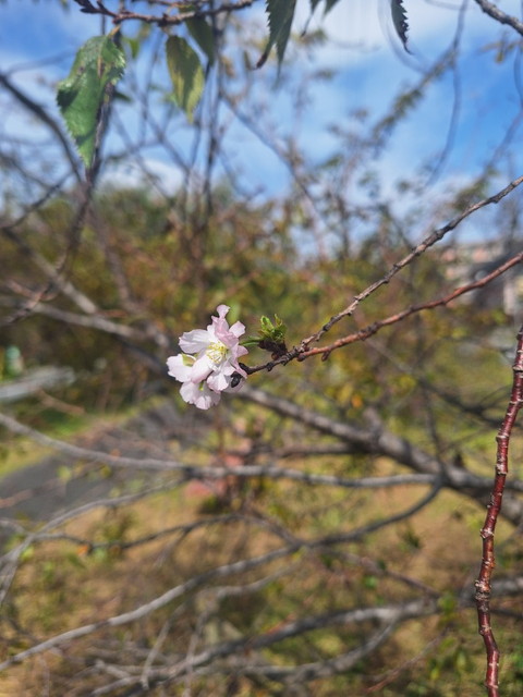足立区堀之内公園の大賀ハス