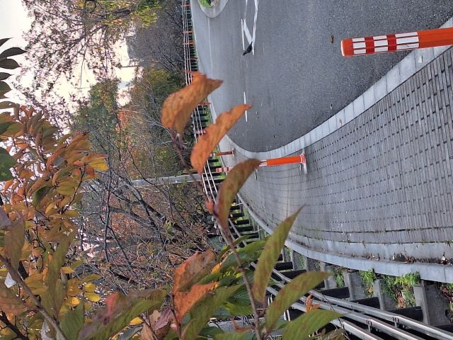 神領堀緑道の五色桜