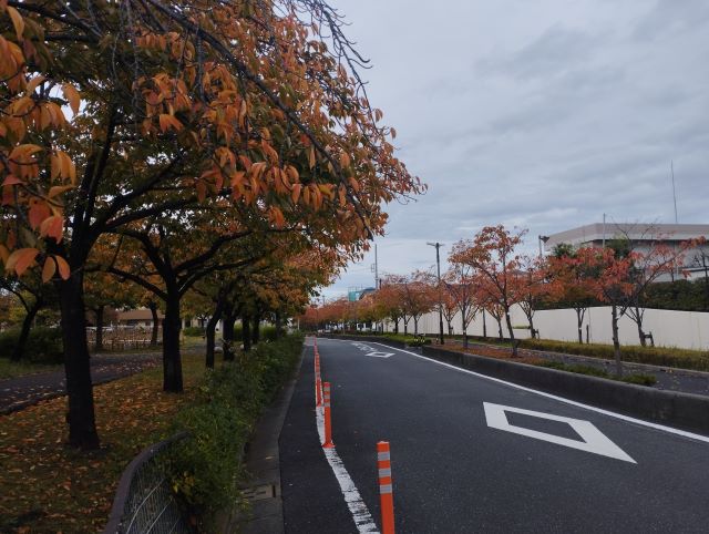 神領堀緑道の五色桜