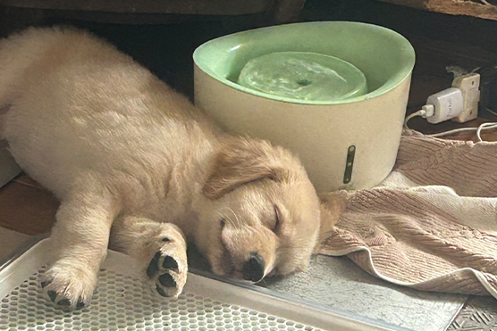 わんちゃんのお世話