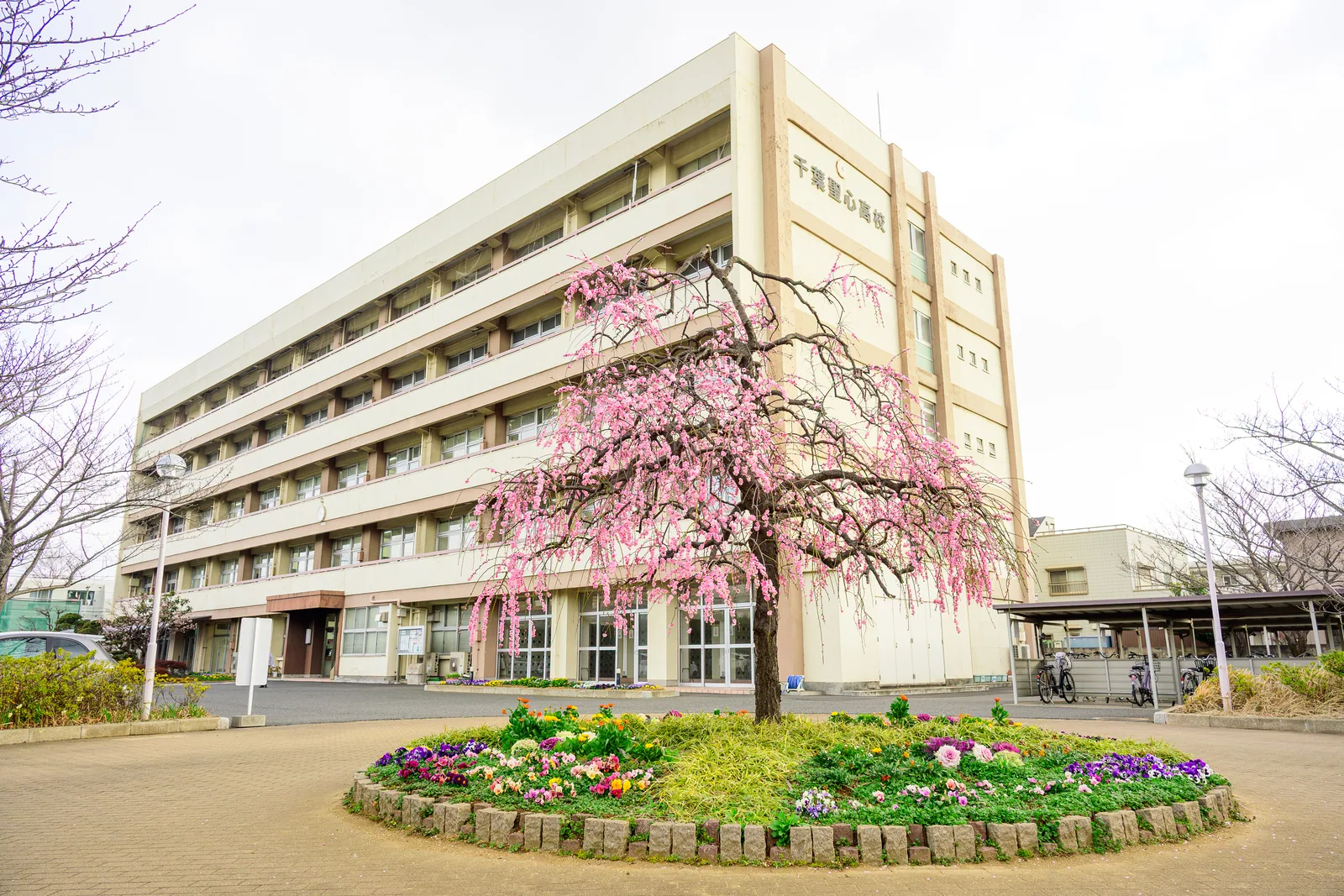 紅梅が咲く千葉聖心高等学校の校舎
