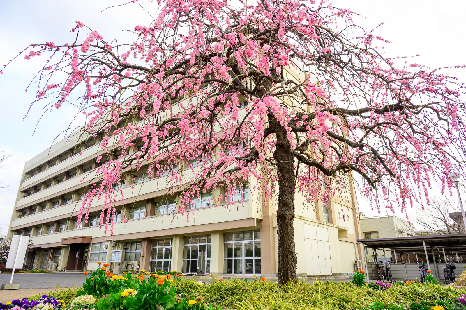 紅梅と千葉聖心高等学校の校舎