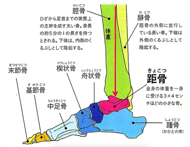 足首の骨（距骨）の図解