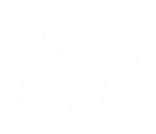 CBO Kennel｜アメリカンブリー・エキゾチックブリー・フレンチブルの正規ブリーダー｜大阪・関西エリア