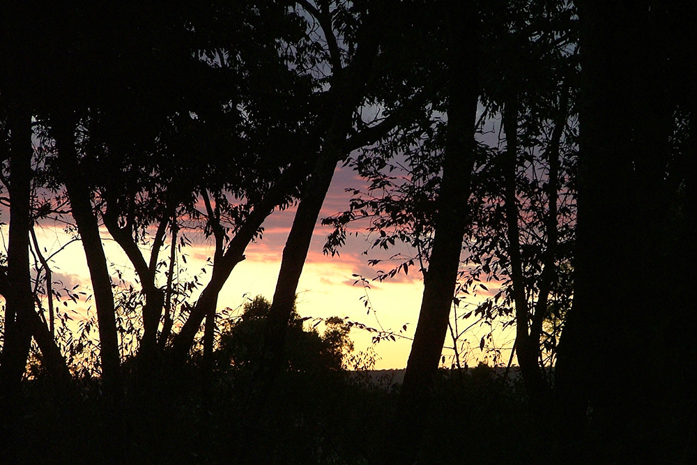 秋の虫の音風景