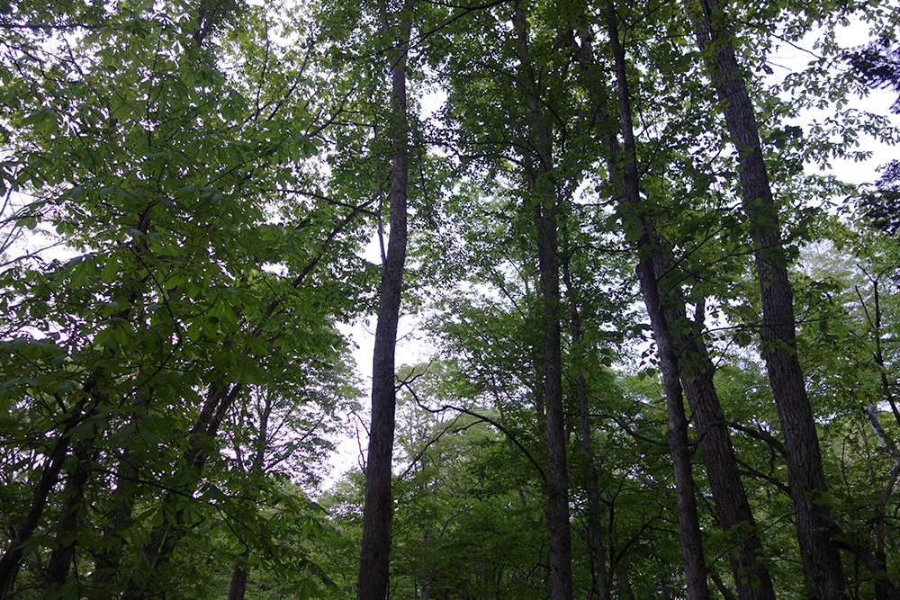 秋の虫の音風景