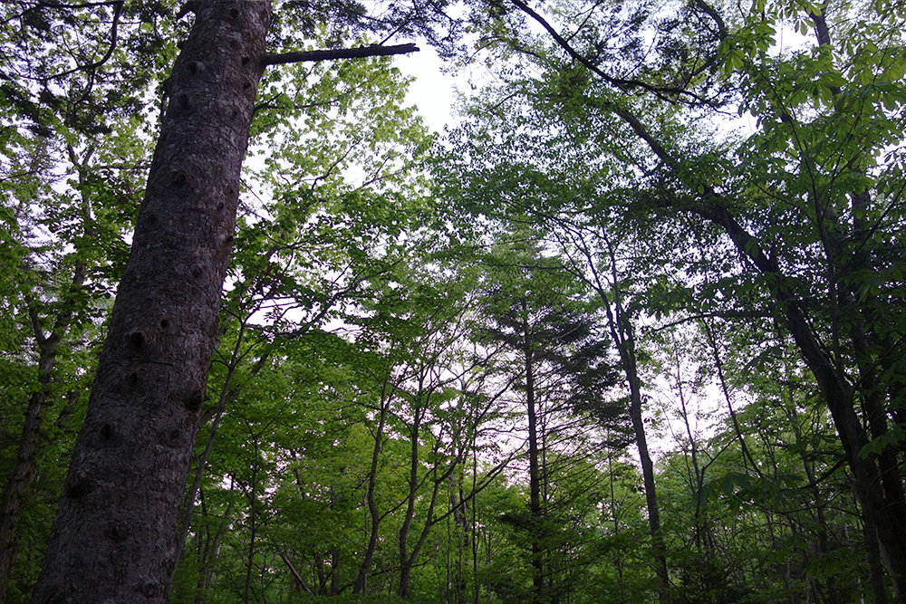 秋の虫の音風景
