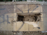 湿った断熱材が白蟻の侵食を手伝う！