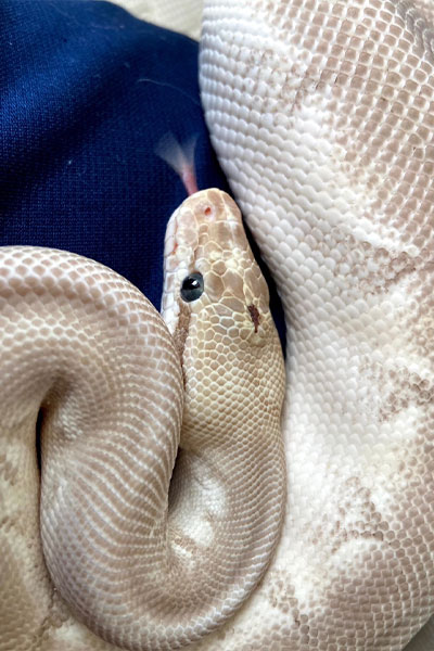 ペットショップ