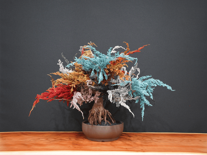 商品情報｜La Bonsai sec | 徳島県産の高級盆栽